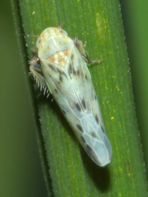 Balclutha punctata - photo 4