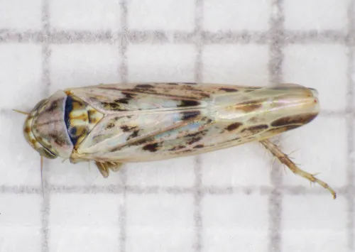 Balclutha punctata - photo 5