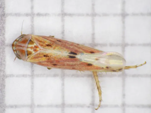 Balclutha punctata - photo 6