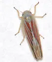 Red-streaked Leafhopper