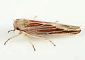 Red-streaked Leafhopper - photo 2