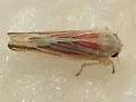Red-streaked Leafhopper - photo 3