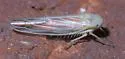 Red-streaked Leafhopper - photo 4