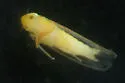 Eastern Gamagrass Leafhopper - photo 2