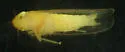 Eastern Gamagrass Leafhopper - photo 3