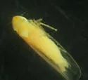 Eastern Gamagrass Leafhopper - photo 4