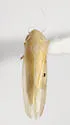 Eastern Gamagrass Leafhopper - photo 5