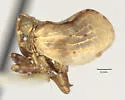 Balduza bufo
