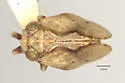 Balduza bufo - photo 2
