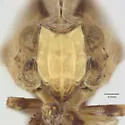 Balduza bufo - photo 3