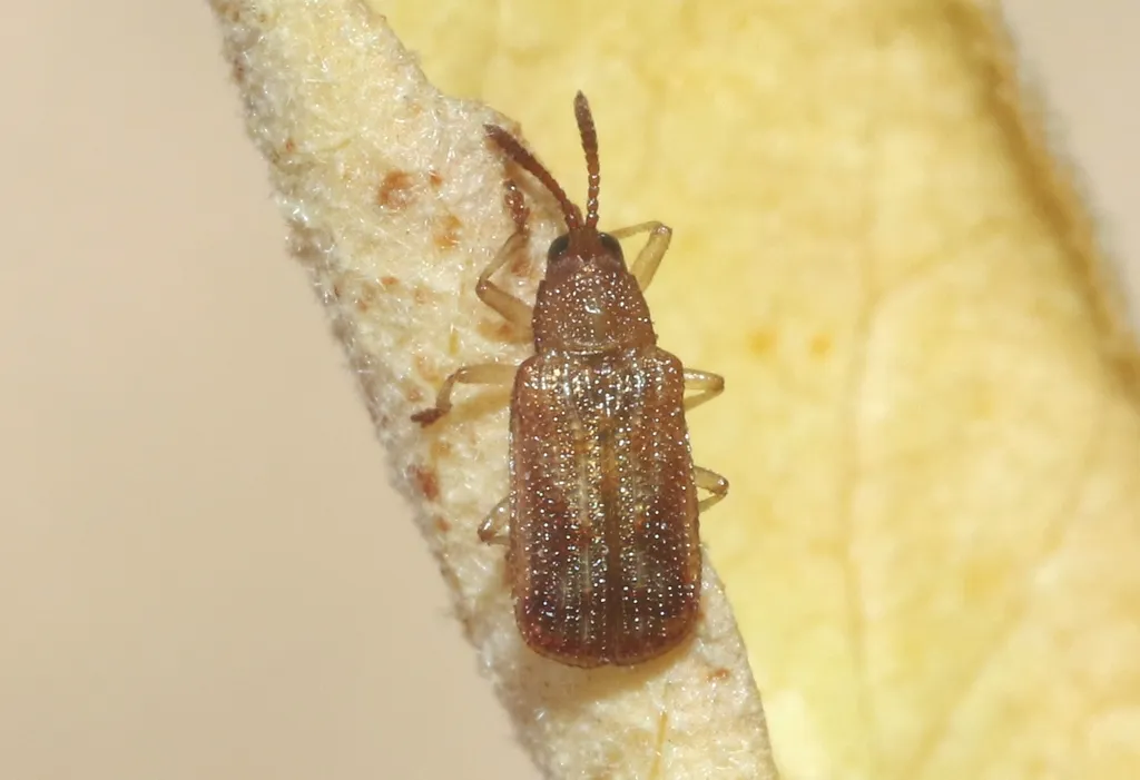 Baliosus californicus - photo 2