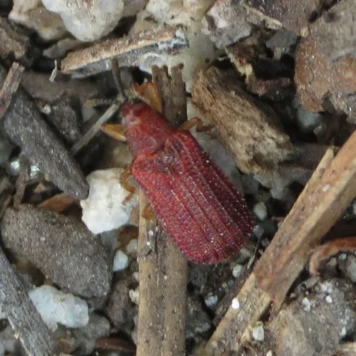 Baliosus ferrugineus - photo 2