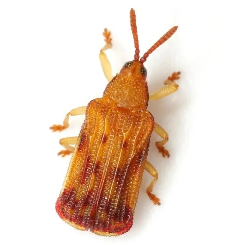 Basswood Leaf Miner