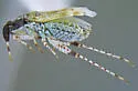 Ballella basicornis