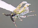 Ballella basicornis - photo 2