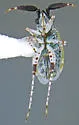Ballella basicornis - photo 3