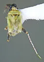 Ballella basicornis - photo 4