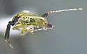 Ballella basicornis - photo 5