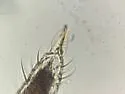 Ballistura schoetti