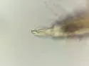 Ballistura schoetti - photo 2