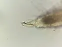 Ballistura schoetti - photo 3