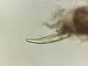 Ballistura schoetti - photo 4