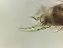 Ballistura schoetti - photo 5