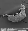 Ballistura tuberculata
