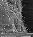 Ballistura tuberculata - photo 2