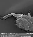 Ballistura tuberculata - photo 3
