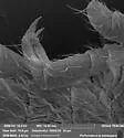 Ballistura tuberculata - photo 4