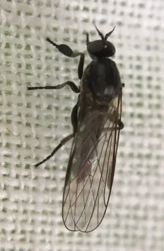 Balloon Fly
