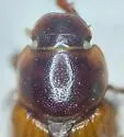 Ballucus obtusus - photo 2