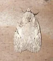 White-blotched Balsa - Hodges#9664 - photo 2