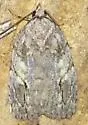 White-blotched Balsa - Hodges#9664 - photo 3