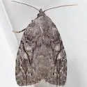 White-blotched Balsa - Hodges#9664 - photo 4
