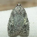 White-blotched Balsa - Hodges#9664 - photo 5