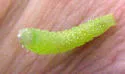 Many-dotted Appleworm - Hodges#9662 - photo 3