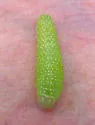 Many-dotted Appleworm - Hodges#9662 - photo 4