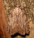 Three-lined Balsa - Hodges#9663 - photo 2