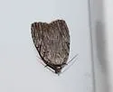 Three-lined Balsa - Hodges#9663 - photo 4