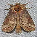 Baltodonta broui - Hodges#7971.1 - Baltodonta broui