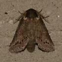 Baltodonta broui - Hodges#7971.1 - photo 4
