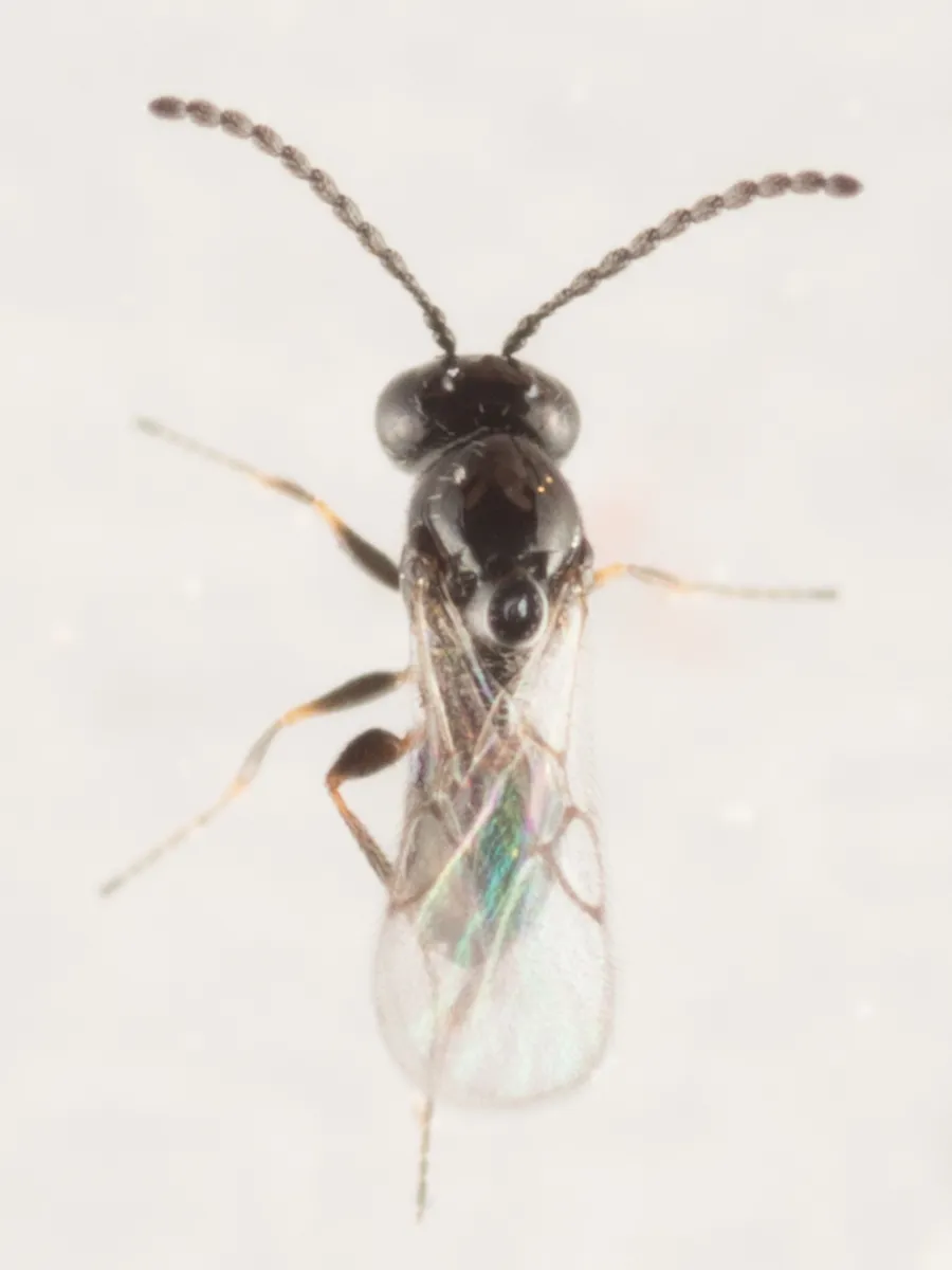 Banacuniculus utilis