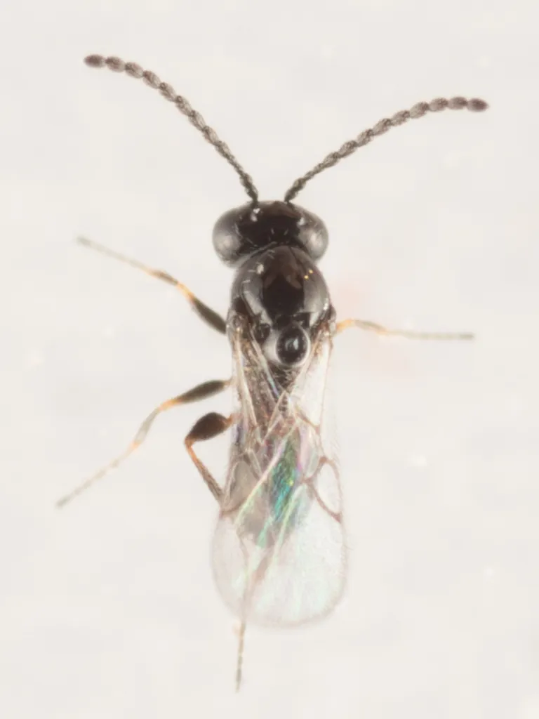 Banacuniculus utilis - photo 2