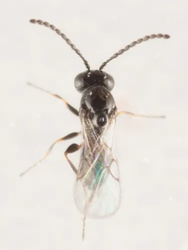 Banacuniculus utilis - photo 3