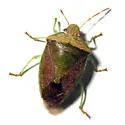 Banasa calva