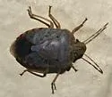 Banasa grisea
