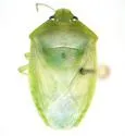Banasa lenticularis