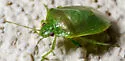 Banasa lenticularis - photo 4